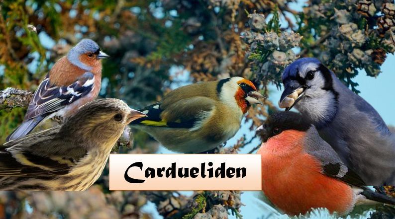 Waldvogel & Cardueliden Spezialfutter - Mischungen